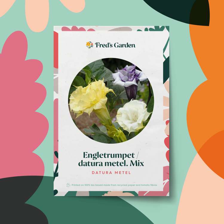 Änglatrumpet 'Ballerina Formula Mixture' (frö)